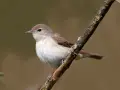Mały, brązowo-biały ptak, jak gajówka, siedzi na gałęzi.