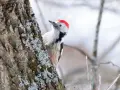 Dzięcioł średni z czerwoną czapeczką na głowie wspina się po pniu drzewa pokrytym porostami.