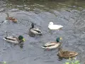 Kaczki pływają w wodzie. Czy kaczka to ptak? Tak, to ptak wodny.