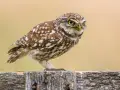 Mała sowa Athene noctua z żółtymi oczami siedzi na drewnianym płocie, czujnie obserwując otoczenie.