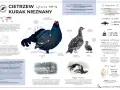 Samiec cietrzewia z charakterystycznym ogonem w kształcie liry i samica, która jest mniejsza i ma maskujące ubarwienie. Oba ptaki to głuszec i cietrzew.
