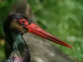Czarna głowa i błyszczące pióra ciconia nigra z czerwonym dziobem i oczami.