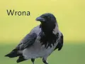 Wrona ptak z szarym i czarnym upierzeniem, z tekstem "Wrona" na tle zieleni.