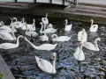 Stado łabędzi i kaczek pływa w kanale. Czy łabędzie są pod ochroną? Tak, te piękne ptaki zasługują na ochronę.