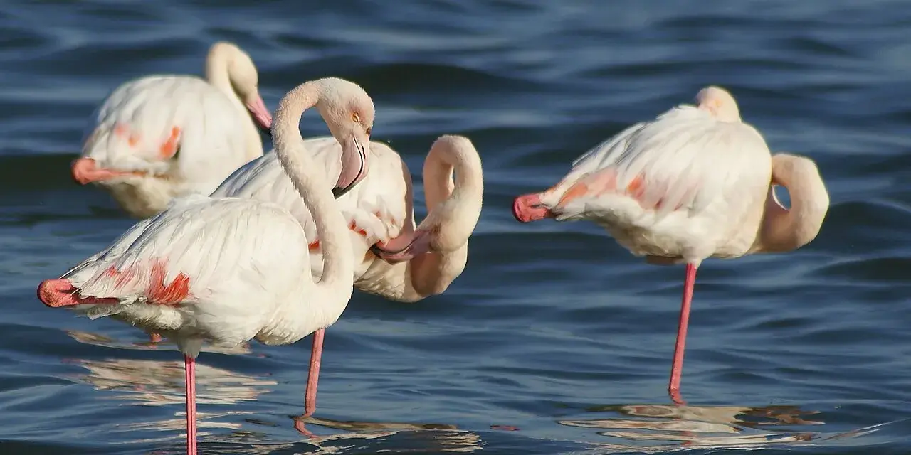 Kilka różowych ptaków, flamingów, stoi w wodzie, niektóre z nich odpoczywają na jednej nodze.