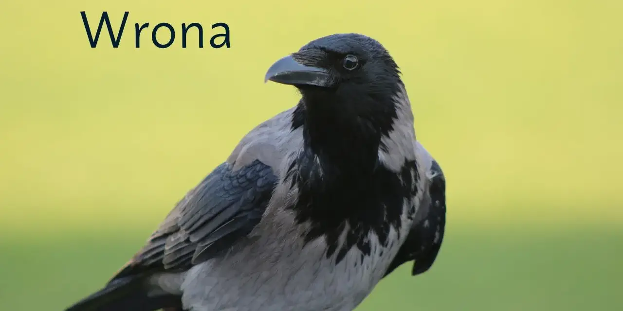 Wrona ptak z szarym i czarnym upierzeniem, z tekstem "Wrona" na tle zieleni.