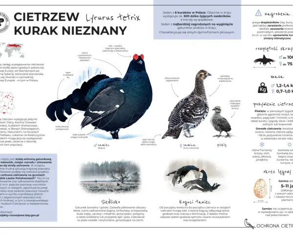 Samiec cietrzewia z charakterystycznym ogonem w kształcie liry i samica, która jest mniejsza i ma maskujące ubarwienie. Oba ptaki to głuszec i cietrzew.