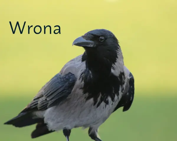 Wrona ptak z szarym i czarnym upierzeniem, z tekstem "Wrona" na tle zieleni.