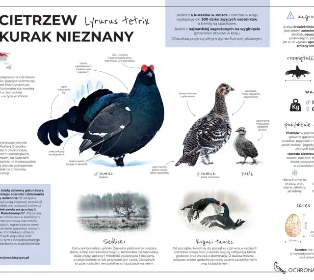 Samiec cietrzewia z charakterystycznym ogonem w kształcie liry i samica, która jest mniejsza i ma maskujące ubarwienie. Oba ptaki to głuszec i cietrzew.
