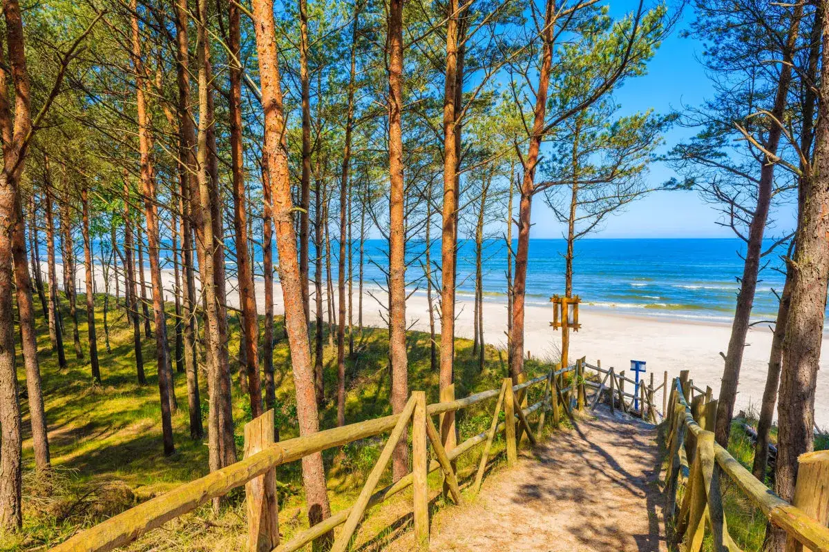 Ścieżka przez sosnowy las prowadzi do piaszczystej plaży i spokojnych miejsc nad morzem. Drewniane ogrodzenie i łagodne fale zapraszają do odpoczynku.