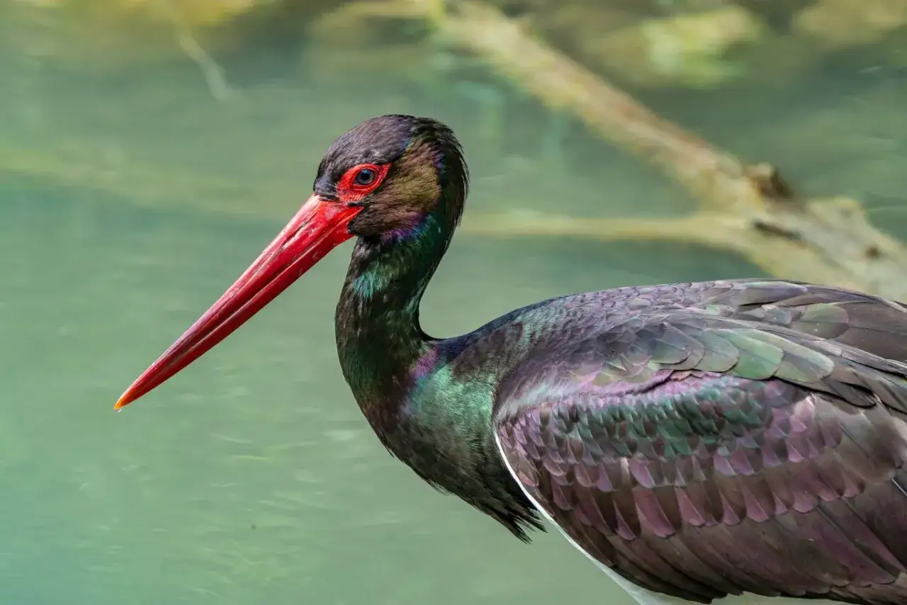 Czarna bocian (ciconia nigra) z jaskrawoczerwonym dziobem i oczami, błyszczący w słońcu nad wodą.
