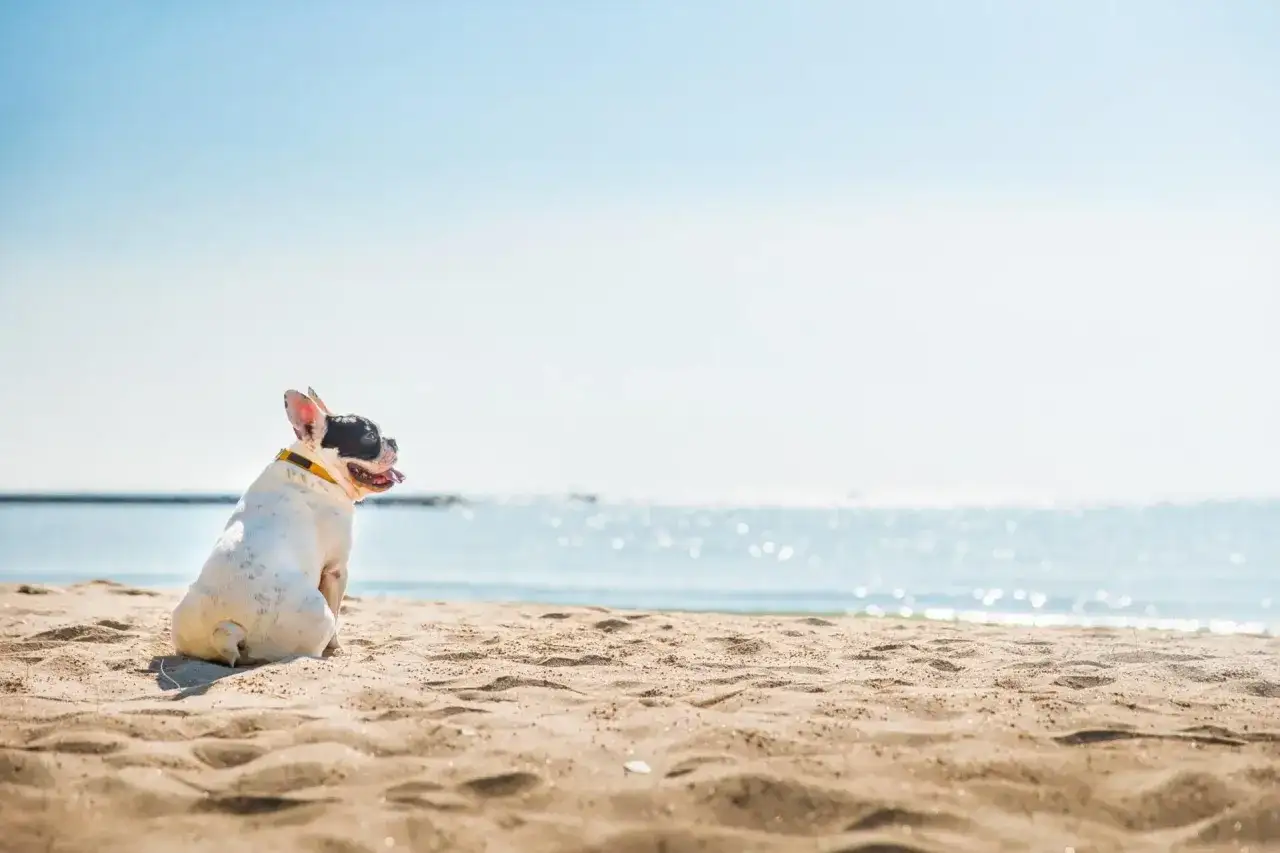 Francuski buldog siedzi na plaży, ciesząc się wakacjami z psem. Słońce odbija się w wodzie, a piasek jest ciepły.