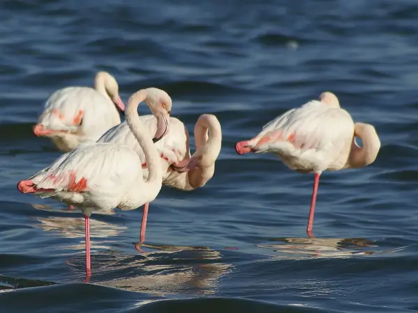 Kilka różowych ptaków, flamingów, stoi w wodzie, niektóre z nich odpoczywają na jednej nodze.