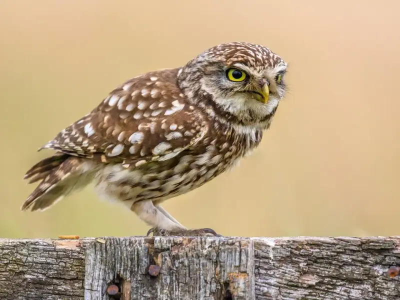 Mała sowa Athene noctua z żółtymi oczami siedzi na drewnianym płocie, czujnie obserwując otoczenie.