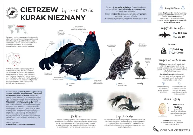 Samiec cietrzewia z charakterystycznym ogonem w kształcie liry i samica, która jest mniejsza i ma maskujące ubarwienie. Oba ptaki to głuszec i cietrzew.